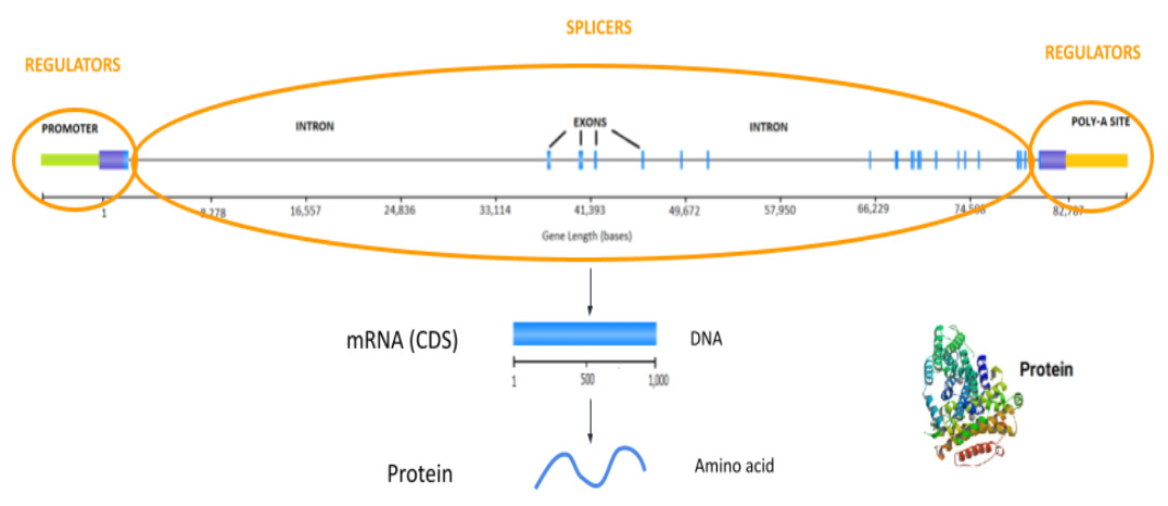 THE STRUCTURE OF A HUMAN GENE